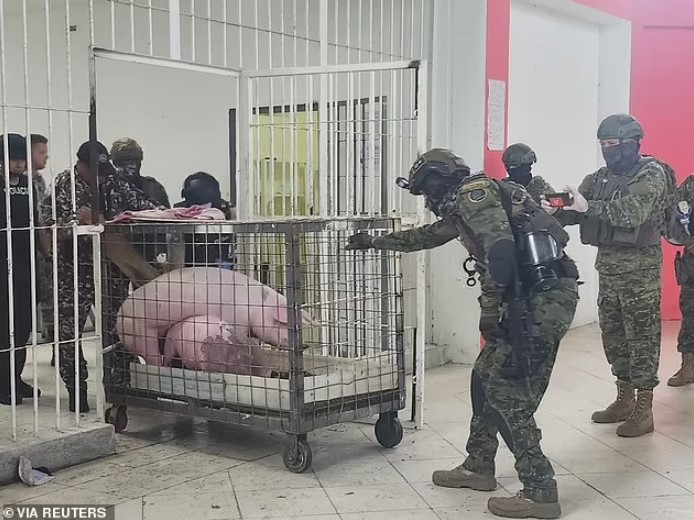 Lực lượng an ninh Ecuador chuyển 2 con lợn khỏi khu vực an ninh nghiêm ngặt của một nhà tù. Ảnh: Reuters
