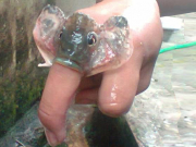 Cứ như thế này thì đừng thắc mắc thiên hạ cười vỡ bụng (tin vịt 24 giờ hôm nay)