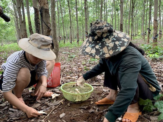 Thị trường - Tiêu dùng - Nông dân Gia Lai phấn khởi săn “lộc trời”