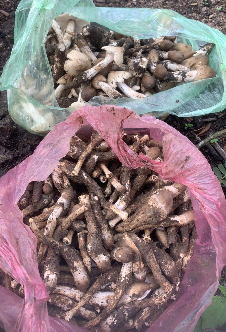 Nấm mối thực thẩm có giá trị dinh dưỡng cao, được nhiều người săn lùng.