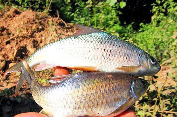 Loài cá sỉnh là một đặc sản độc nhất vô nhị ở Yên Bái. Dòng Nậm mát lành, hiền hòa ở Nghĩa Lộ, Mường Lò là nơi sinh sống duy nhất của loài cá sỉnh
