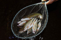 Thị trường - Tiêu dùng - Loại cá lạ "đắt giá" ở Yên Bái, được ví như lộc trời ban, có tiền chưa chắc đã mua được