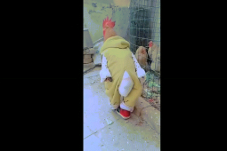 Clip hài hước - Khi động vật là trò "mua vui" cho con người