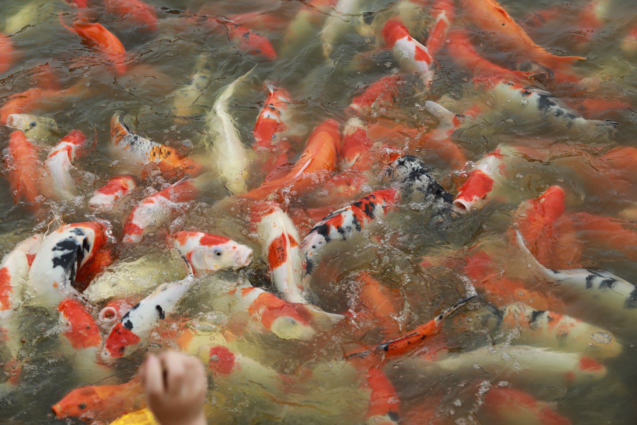 Đàn cá Koi hàng nghìn con được thả ở hồ Đầm Đông, người dân Hà Nội tấp nập đến cho ăn - 12