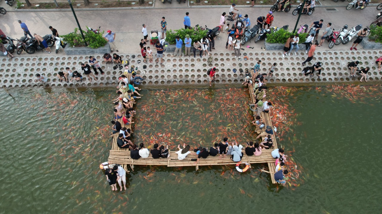Đàn cá Koi hàng nghìn con thả ở hồ Đầm Đông, người dân Hà Nội tấp nập đến cho ăn - 14