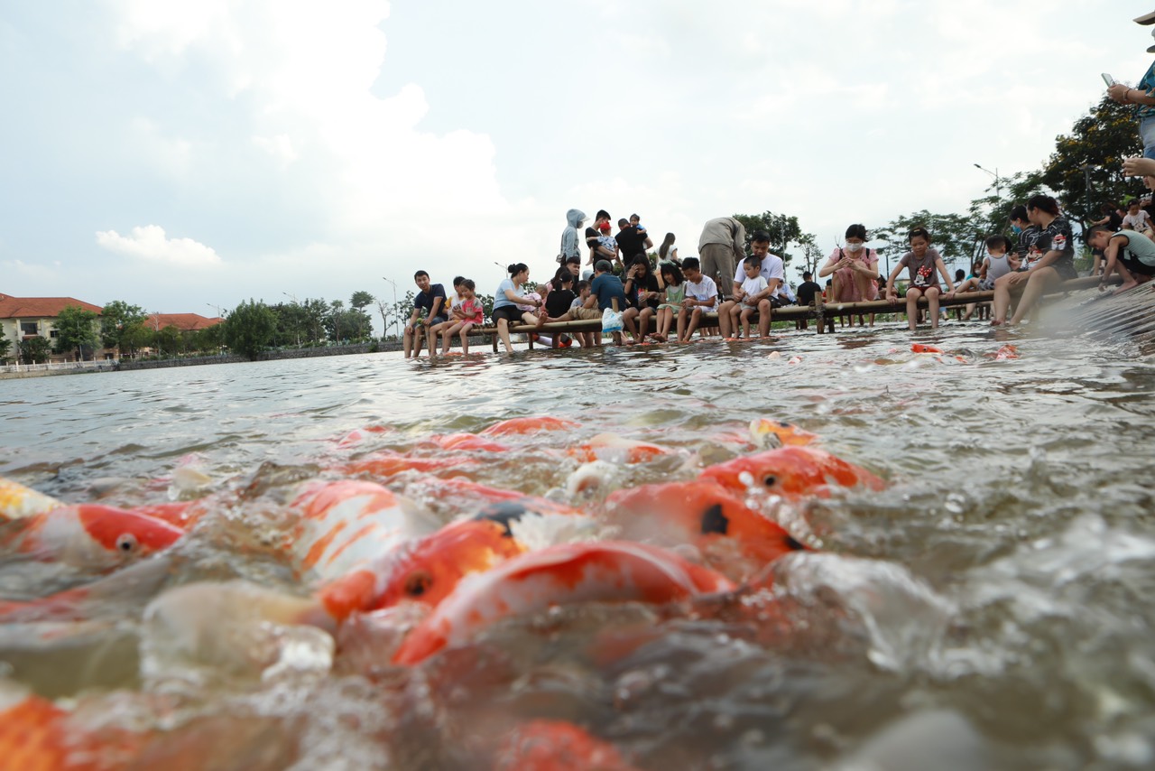 Đàn cá Koi hàng nghìn con thả ở hồ Đầm Đông, người dân Hà Nội tấp nập đến cho ăn - 15