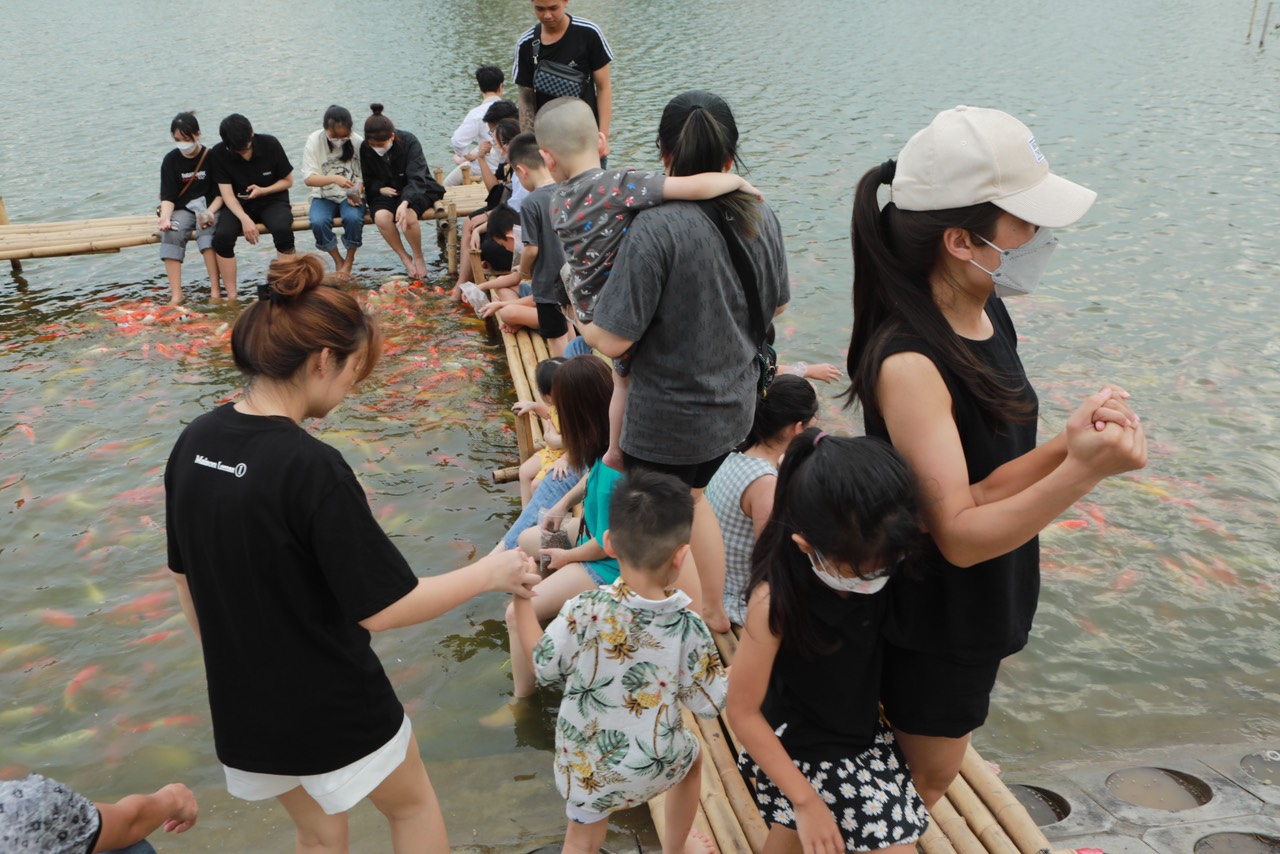 Đàn cá Koi hàng nghìn con được thả ở hồ Đầm Đông, người dân Hà Nội tấp nập đến cho ăn - 2