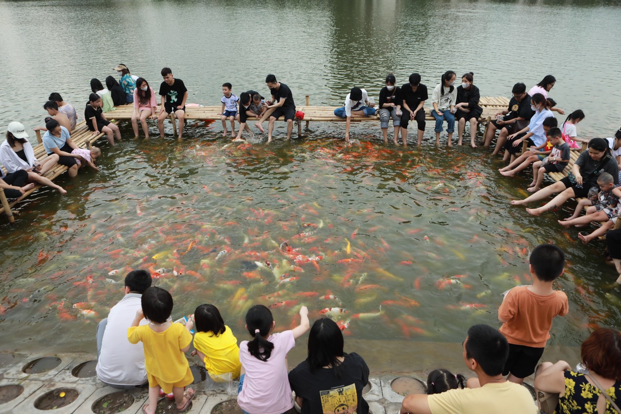 Đàn cá Koi hàng nghìn con thả ở hồ Đầm Đông, người dân Hà Nội tấp nập đến cho ăn - 5
