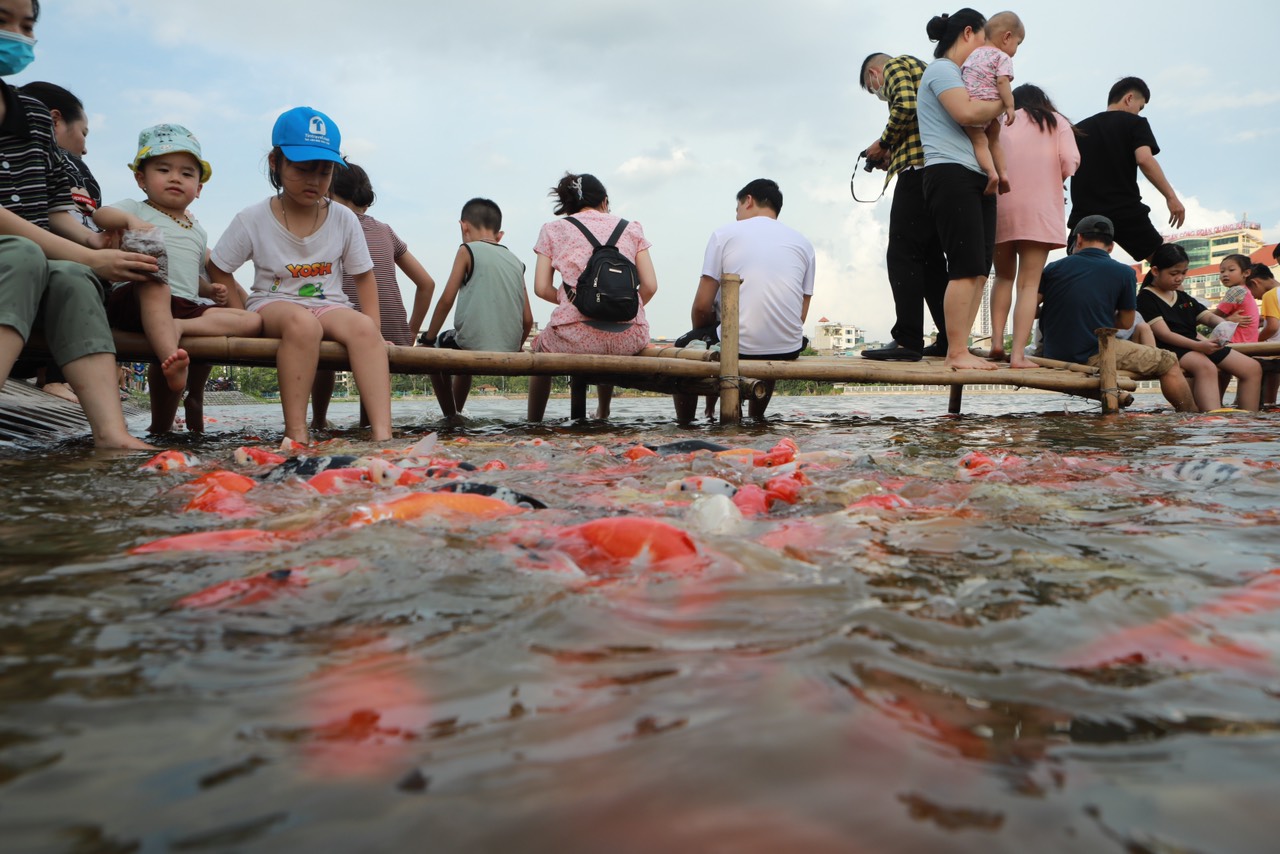 Đàn cá Koi hàng nghìn con được thả ở hồ Đầm Đông, người dân Hà Nội tấp nập đến cho ăn - 9