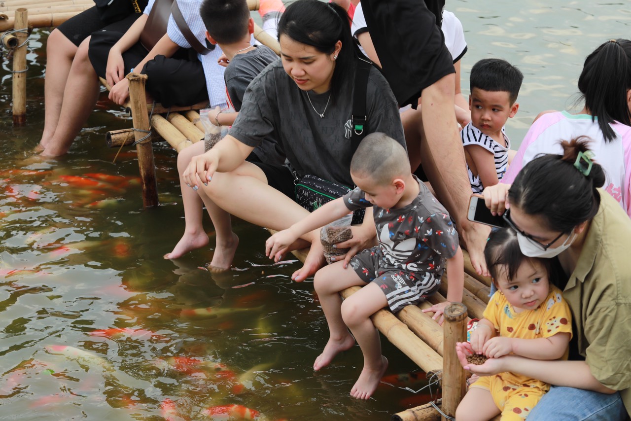Đàn cá Koi hàng nghìn con được thả ở hồ Đầm Đông, người dân Hà Nội tấp nập đến cho ăn - 11