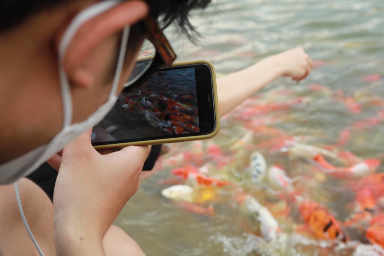 Đàn cá Koi hàng nghìn con thả ở hồ Đầm Đông, người dân Hà Nội tấp nập đến cho ăn - 13