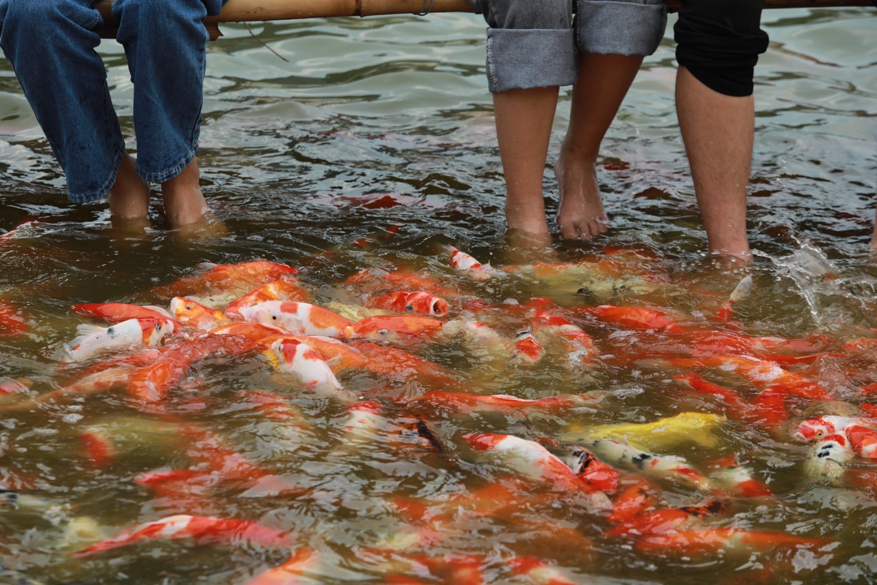 Đàn cá Koi hàng nghìn con thả ở hồ Đầm Đông, người dân Hà Nội tấp nập đến cho ăn - 8