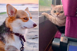 Tranh vui - Thái độ "lồi lõm" của động vật trong những bức ảnh vô giá