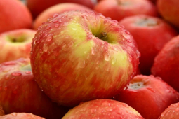 Apple muốn đánh bản quyền tất cả bức ảnh có hình... quả táo