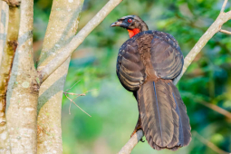 Ẩm thực - Không phải chồn, phân của loài chim này mới tạo ra loại cà phê đắt nhất thế giới