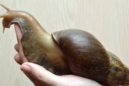 Bị ốc sên châu Phi khổng lồ "tấn công", một cộng đồng ở Mỹ phải cách ly