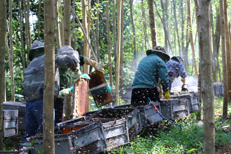 Nghề nuôi ong du mục không phải lúc nào cũng thuận lợi. Bởi đây được xem là một nghề tiềm ẩn nhiều may rủi. Gặp địa điểm thuận lợi, nhiều hoa, thời tiết tốt, ong không bị bệnh... thì người nuôi ong gặp thời.