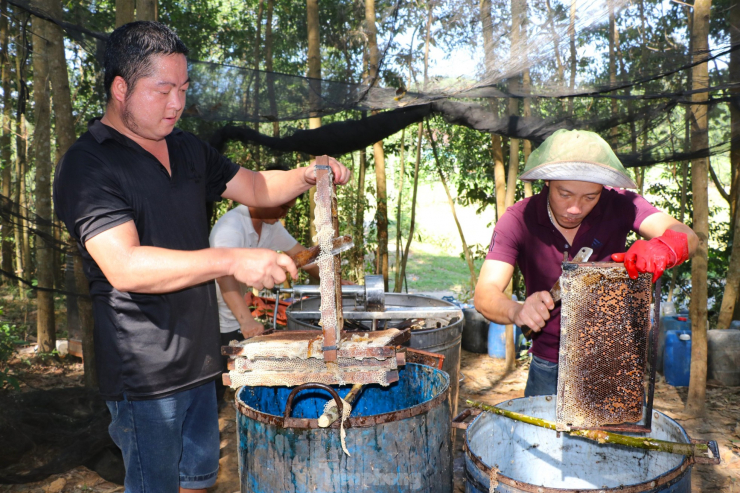 Theo anh Tuyền, hết mùa mật keo ở miền Trung sẽ đến mùa mật cao su, cà phê ở Tây Nguyên; mùa hoa nhãn, hoa vải lại quay ra miền Bắc. Thường thì các trại ong thường đóng gần nhau, hỗ trợ nhau quay mật sẽ tiết kiệm được chi phí, nếu các trại xa nhau thì phải thuê nhiều lao động địa phương để kịp tiến độ.