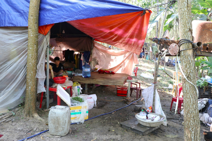 Nghề nuôi ong du mục mang lại thu nhập cao, tuy nhiên nay đây mai đó, họ phải sống một cuộc sống tạm bợ trong những túp lều xiêu vẹo dựng dưới cánh rừng. Anh Tuyền cho biết, cuối tháng 6, anh sẽ thu dọn trại, chuyển ong vào Tây Nguyên cho vụ mật tiếp theo.