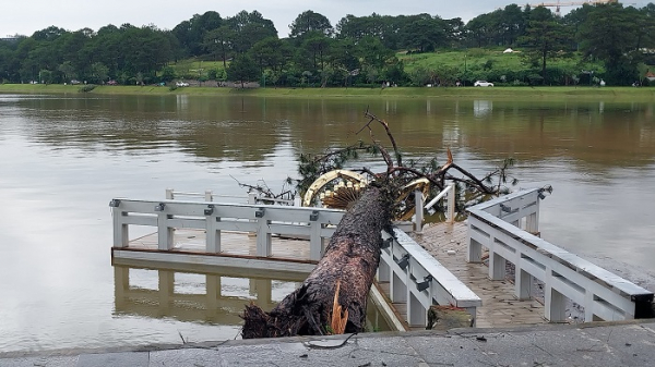 Một cây thông cổ thụ gãy đổ ra hồ Xuân Hương.