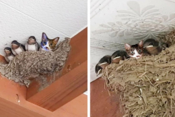 Cười 24H - Những khoảnh khắc đáng yêu của thế giới động vật