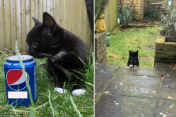 Bạn trẻ - Cuộc sống - Chú mèo lùn đáng yêu thu hút hàng nghìn người hâm mộ