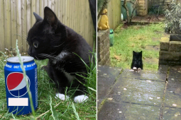 Bạn trẻ - Cuộc sống - Chú mèo lùn đáng yêu thu hút hàng nghìn người hâm mộ