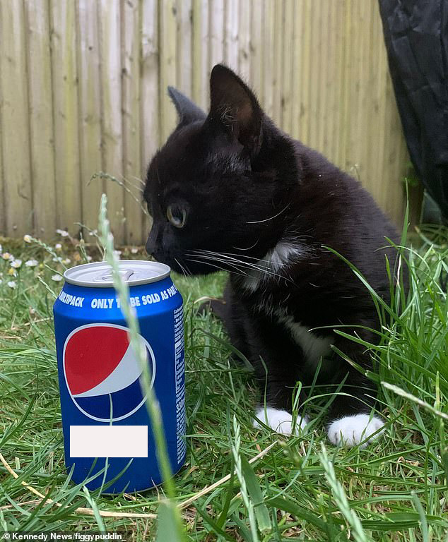 Little Fig không lớn hơn nhiều so với một lon nước có ga