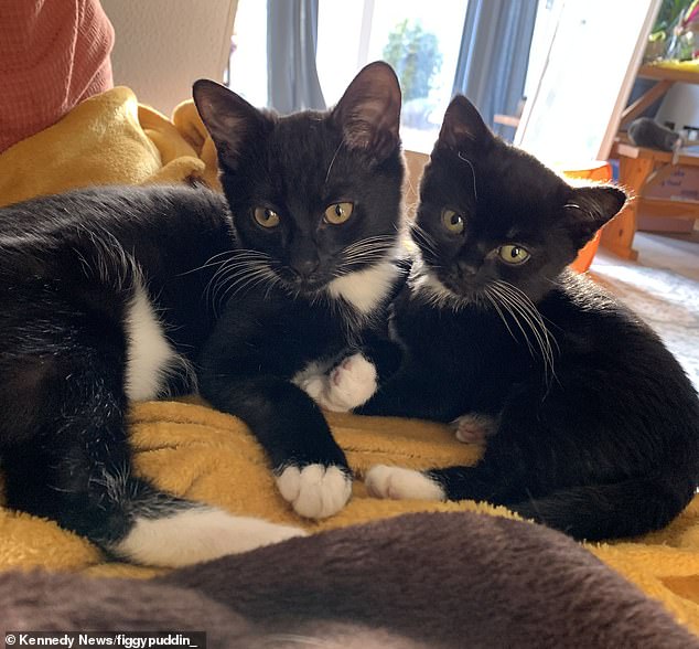 Fig hiện đang sử dụng một số loại thuốc để giúp giảm đau