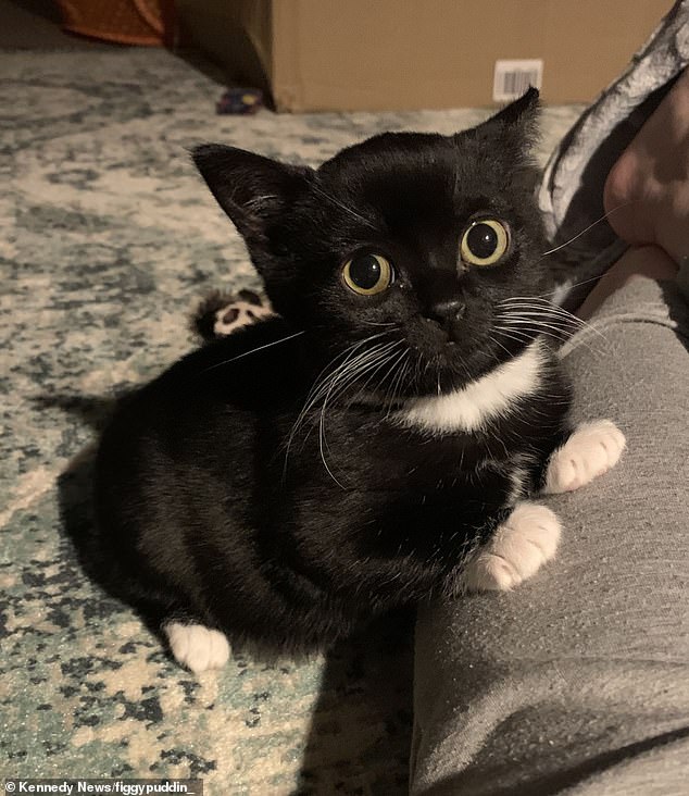 Trong khi tuổi thọ trung bình của một con mèo là từ 12 đến 18 năm, thì Fig bé nhỏ chỉ sống được từ 6 đến 8 năm