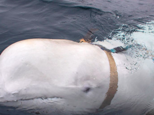 Cá voi ‘gián điệp’ của Nga tái xuất ở Thuỵ Điển, giới khoa học bối rối