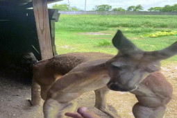Video: Chuột túi có thân hình vạm vỡ, cơ bắp như lực sĩ khiến dân mạng trầm trồ