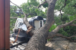 Tin tức trong ngày - Cây cổ thụ bật gốc đè móp cabin xe container