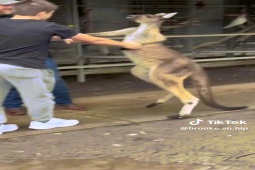 Phi thường - kỳ quặc - Video: Du khách người Mỹ "đánh nhau" với chuột túi thu hút hàng triệu lượt xem