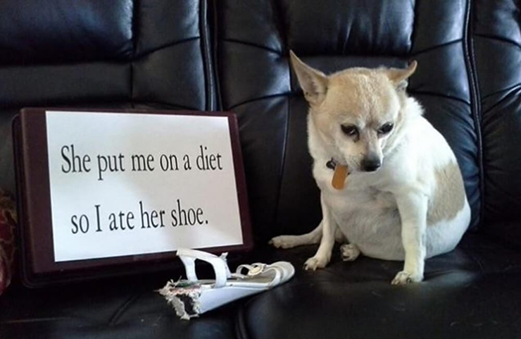Chihuahua không chỉ dễ thay đổi tâm trạng và hung hăng vô cớ mà còn dễ bị béo phì.
