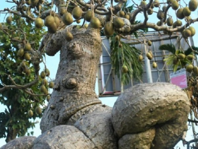 Thị trường - Tiêu dùng - Những cây như khúc củi khô, một khi vào tay đại gia yêu cây cảnh "thổi" thêm chi tiết lạ lên ngay tiền tỷ