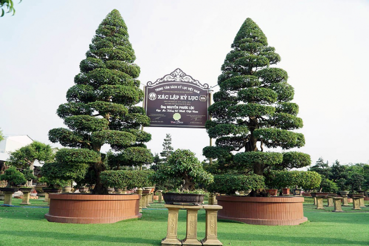 Cặp me kiểng cổ của anh Lộc cao khoảng 6m, đường kính tán cây 3,5m, hoành gốc 1,4m.