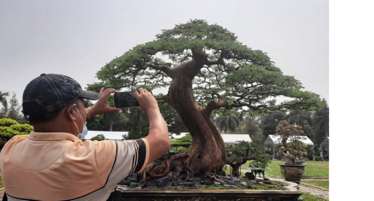Cây me cảnh này có tạo hình thật sự làm mãn nhãn người xem. Ảnh: Báo Dân Trí.