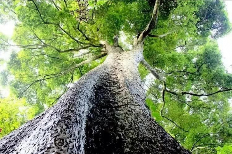 Cây gỗ Kim tơ nam mộc quý hiếm và có giá gần 9.000 tỷ đồng nhưng không ai dám trồng bởi phải cần tới 500 năm mới có cây chất lượng tốt.