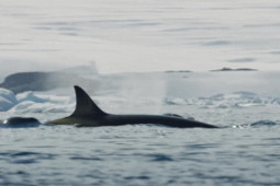 Cá voi sát thủ dàn trận ”đánh úp” đoạt mạng hải cẩu