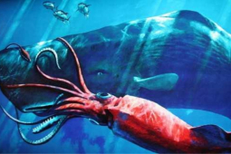 Media - Cá nhà táng săn mực khổng lồ như thế nào?