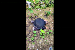 Clip hài hước - Clip: Rùa này đẻ trứng lạ lắm