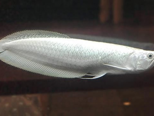 Thị trường - Tiêu dùng - Những điều chưa biết về loài cá cảnh đắt nhất thế giới gần 10 tỷ