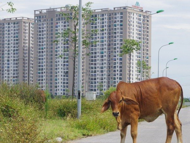 Kinh doanh - Thanh Hóa: Khu đất nghìn tỷ đấu giá khốc liệt bỗng thành nơi...thả bò