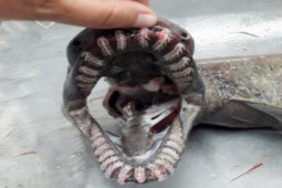 Cận cảnh loài cá mập “hóa thạch sống” kỳ dị với 300 chiếc răng nhọn
