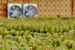 Thị trường - Tiêu dùng - Loại quả giúp nông dân Việt Nam thu về hàng tỷ đồng/năm, Trung Quốc trồng thì thất bại