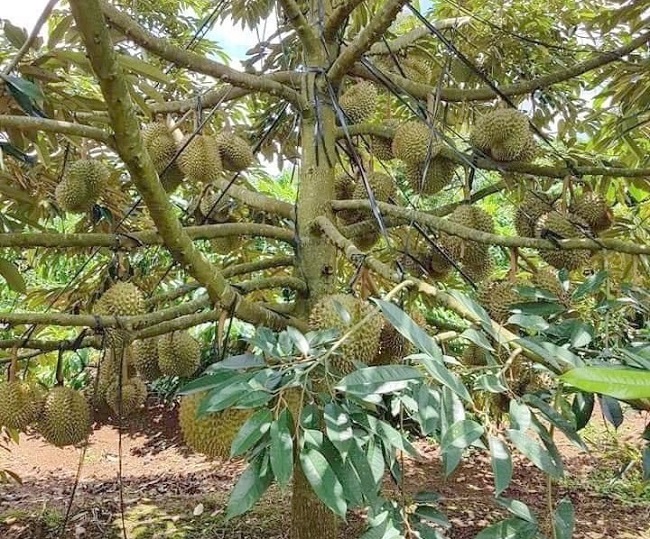 Tại Việt Nam, khu Vực Tây Nguyên là thủ phủ trồng sầu riêng. Trong đó, Đắk Lắk và Lâm Đồng là 2 địa phương trồng nhiều sầu riêng nhất. Loại quả này cũng đem lại nguồn thu nhập khổng lồ, lên đến hàng tỷ đồng cho bà con nông dân.
