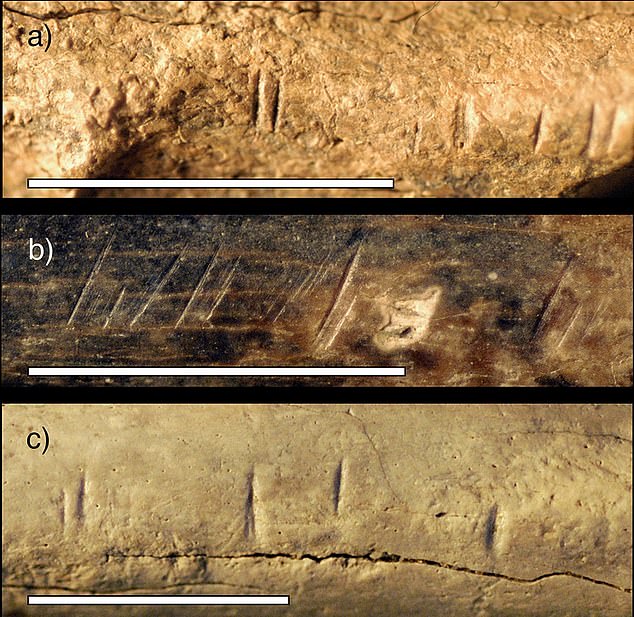 Những vết cắt khác thường trên hóa thạch xương của người cổ xưa, do công cụ bằng đá tạo ra.