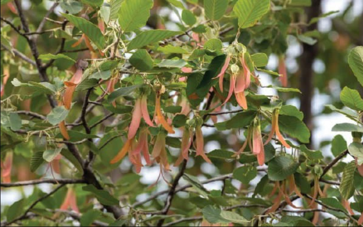 Chiết xuất từ Gurjun giúp giảm viêm nhiễm, ngăn ngừa nấm da đầu