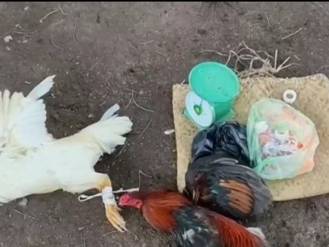 Pháp luật - Triệt phá hai trường gà quy mô ở Long An